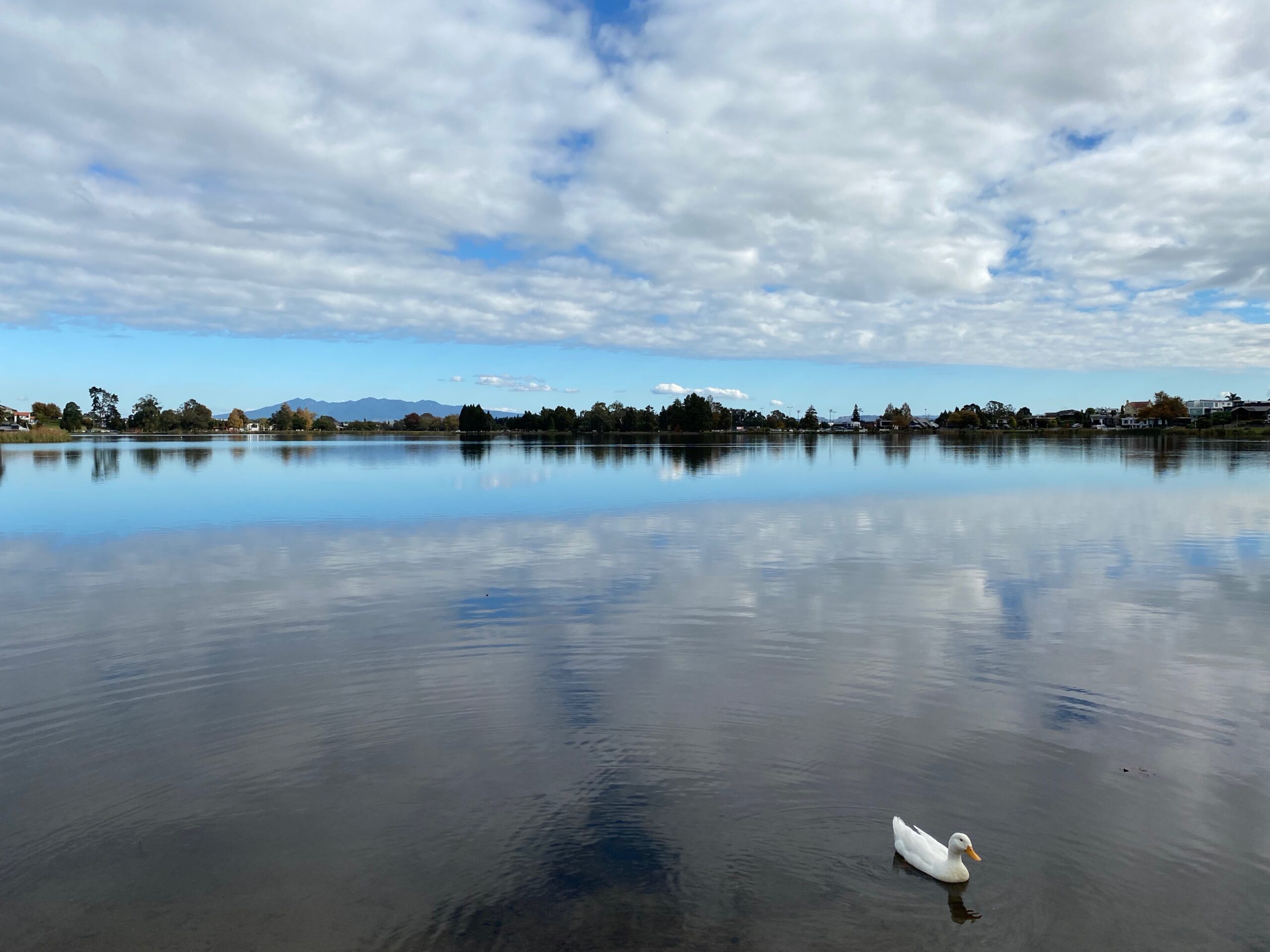 Duck and lake reflection