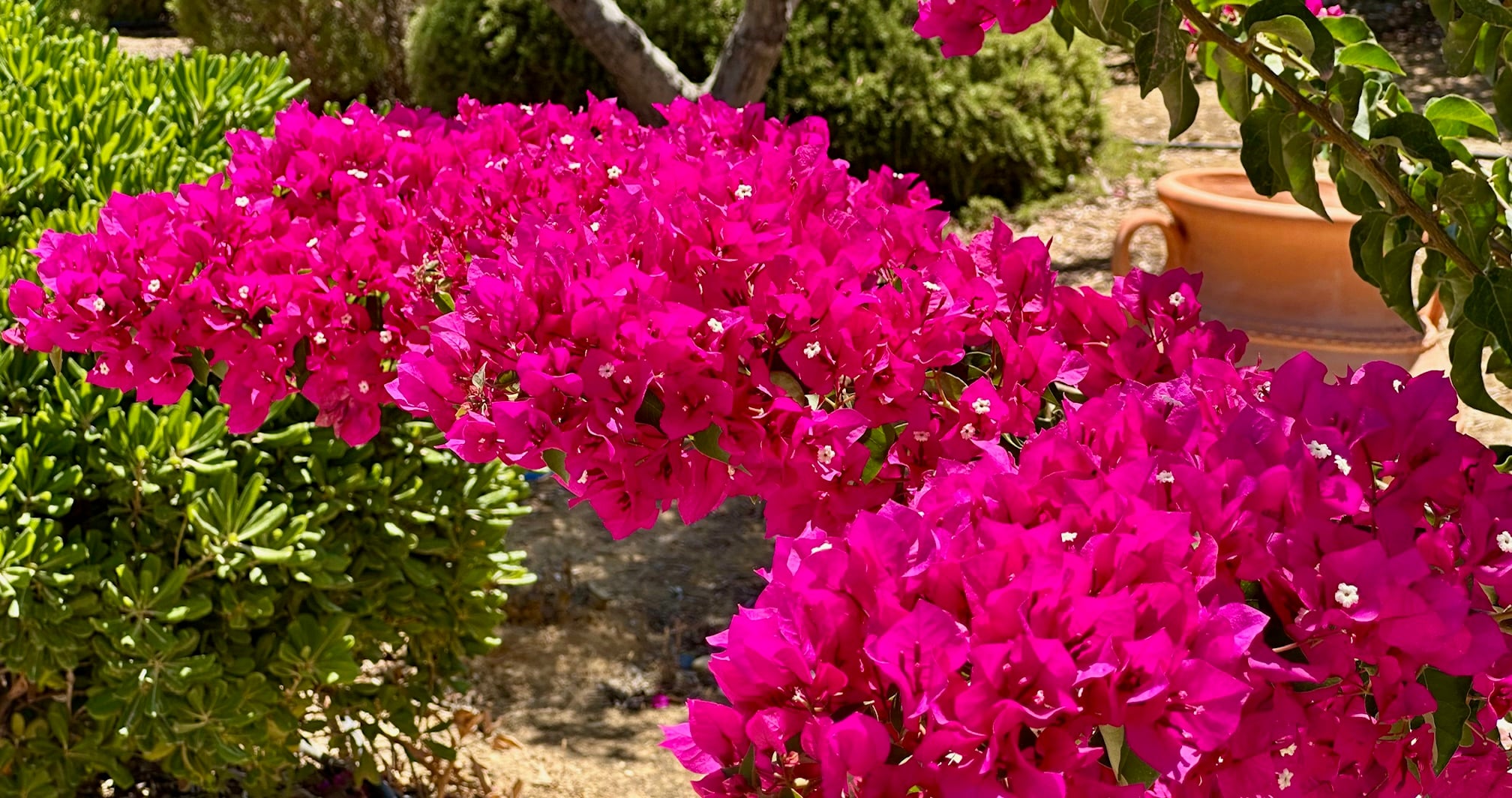 Crete Bougainvillea