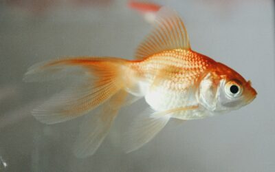 Are we goldfish?
